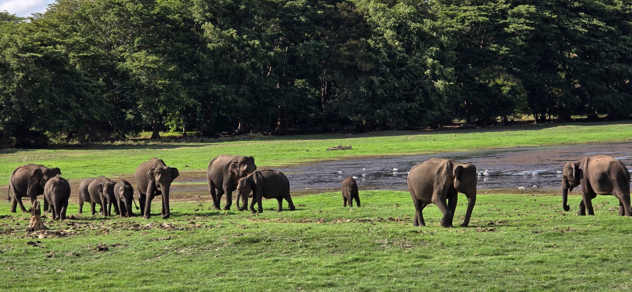 Elephant in a natural wildlife habitat