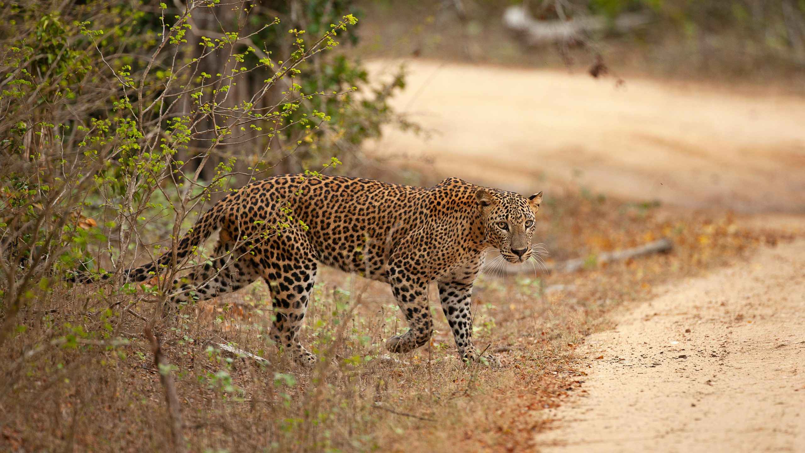 Discover wildlife safari adventures