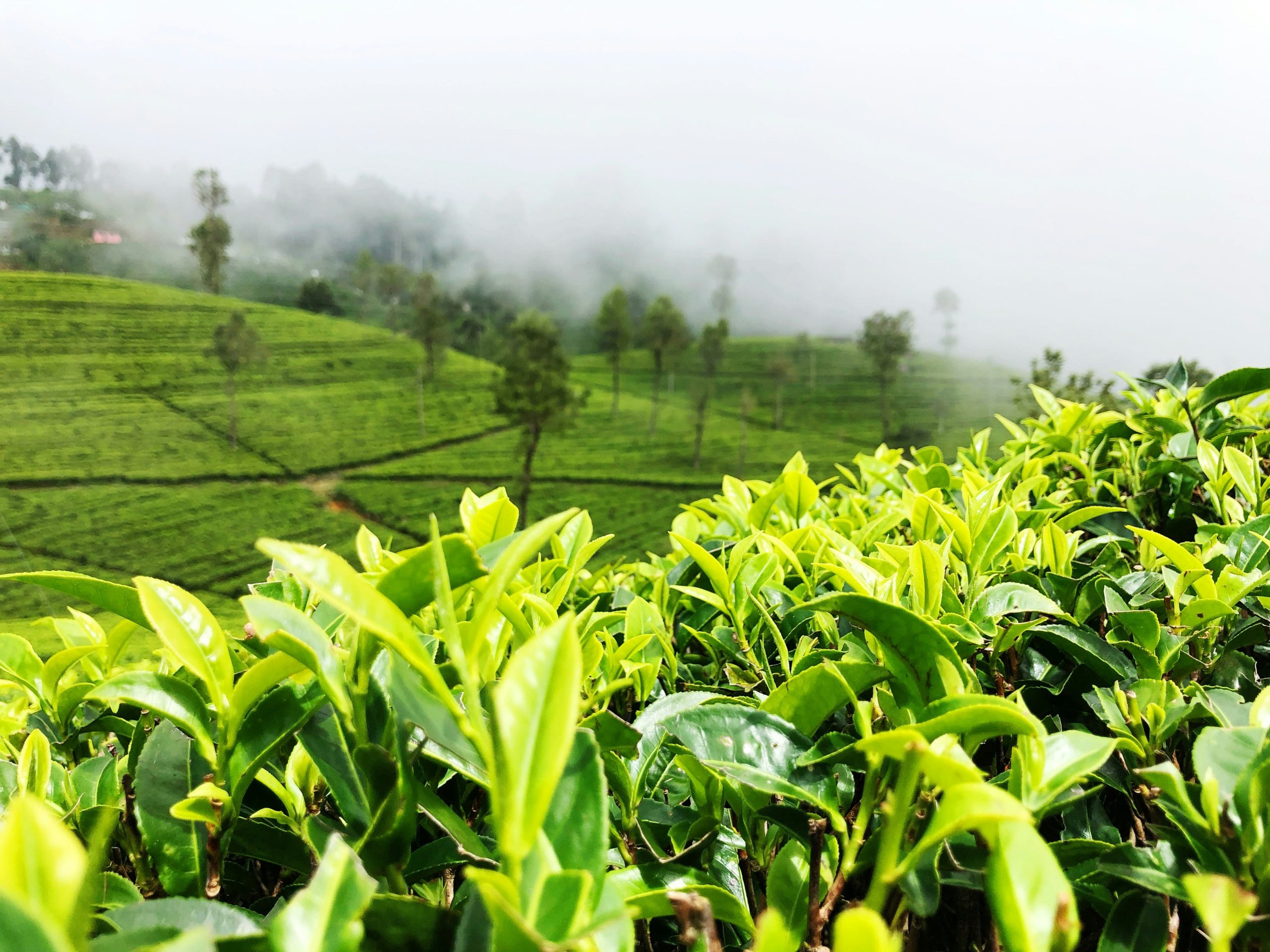 Discover Nuwara Eliya highlands